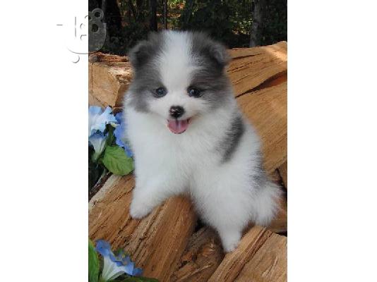 Ευφυής Pomeranian κουτάβια.